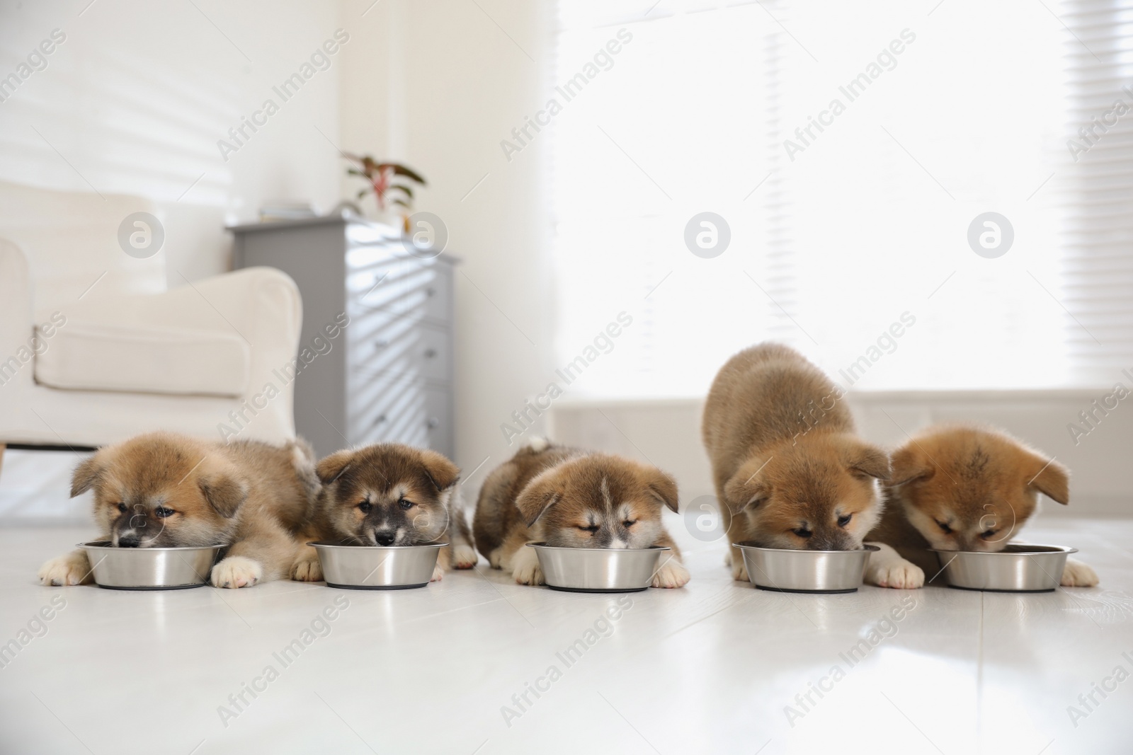 Photo of Adorable Akita Inu puppies eating from feeding bowls indoors