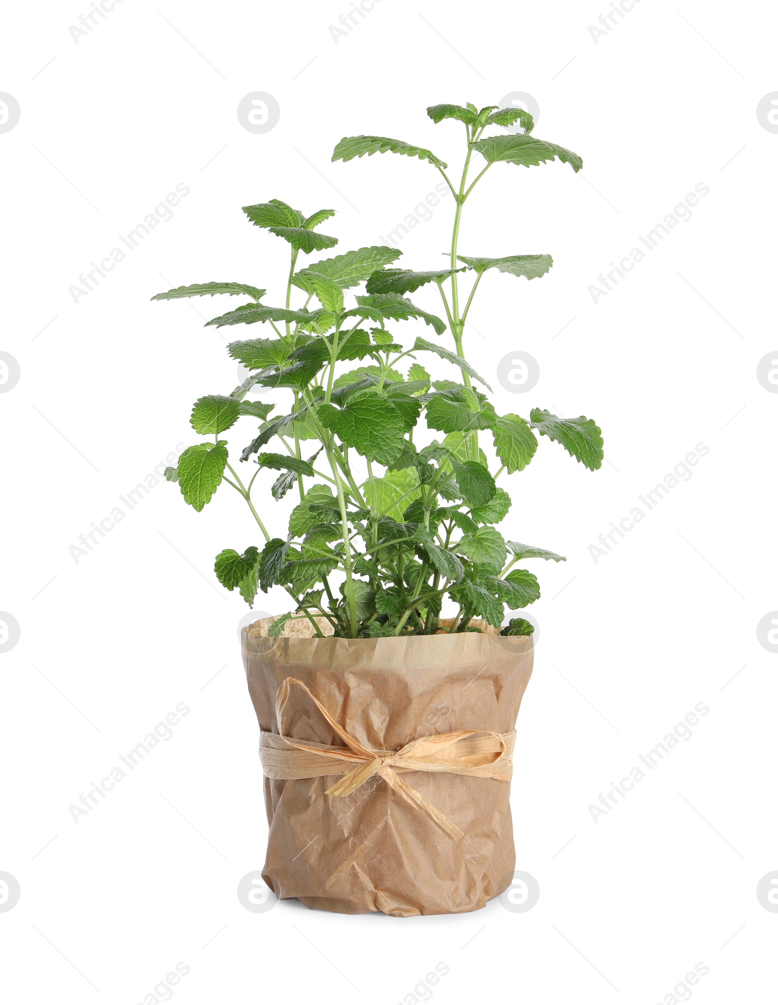 Photo of Aromatic green potted melissa isolated on white