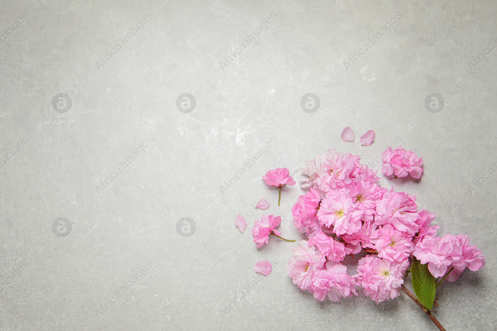 Photo of Beautiful sakura tree blossoms on grey stone table, flat lay. Space for text