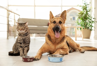 Photo of Cat and dog together with feeding bowls on floor indoors. Funny friends