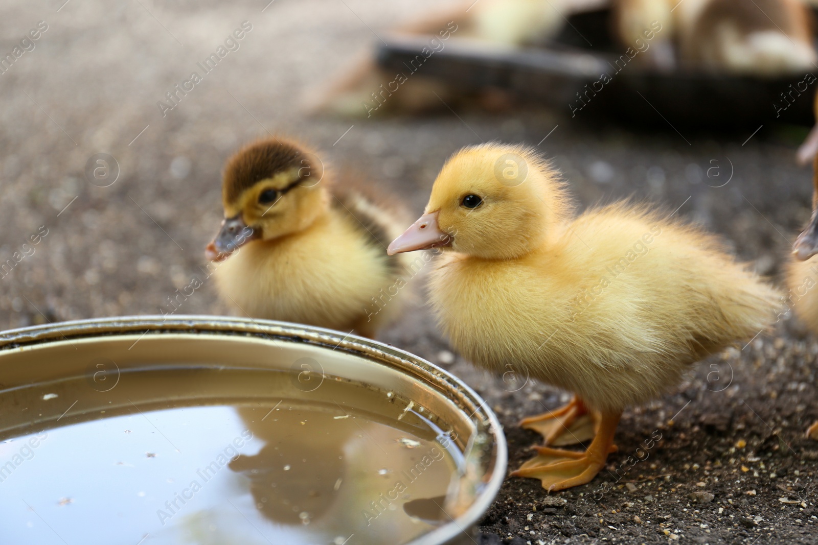 Photo of Cute fluffy ducklings near bowl of water in farmyard