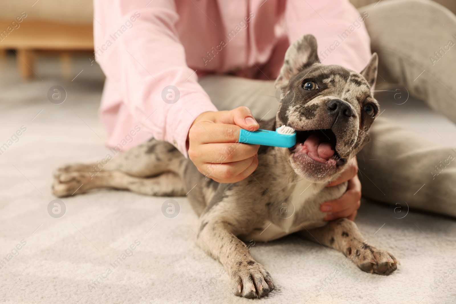Photo of Woman brushing dog's teeth on floor at home, closeup
