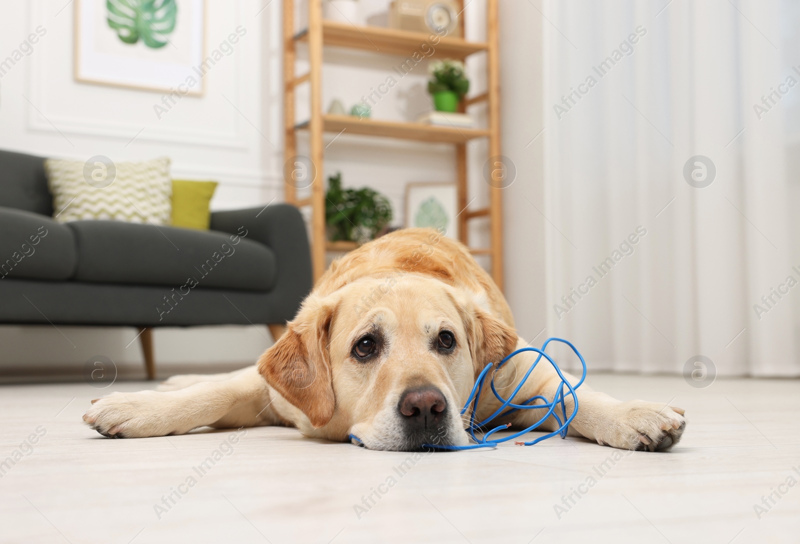 Photo of Naughty Labrador Retriever dog near damaged electrical wire at home