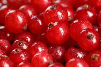 Photo of Many ripe red currants as background, closeup