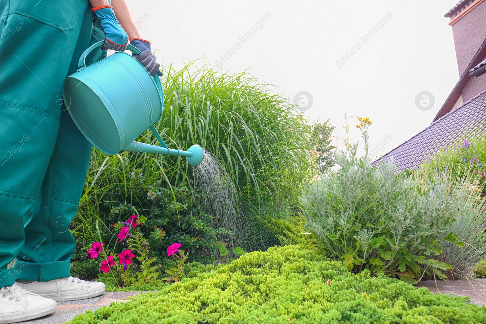 Photo of Worker watering plant at backyard, closeup. Home gardening