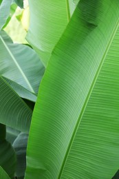 Beautiful lush green plants growing outdoors, closeup