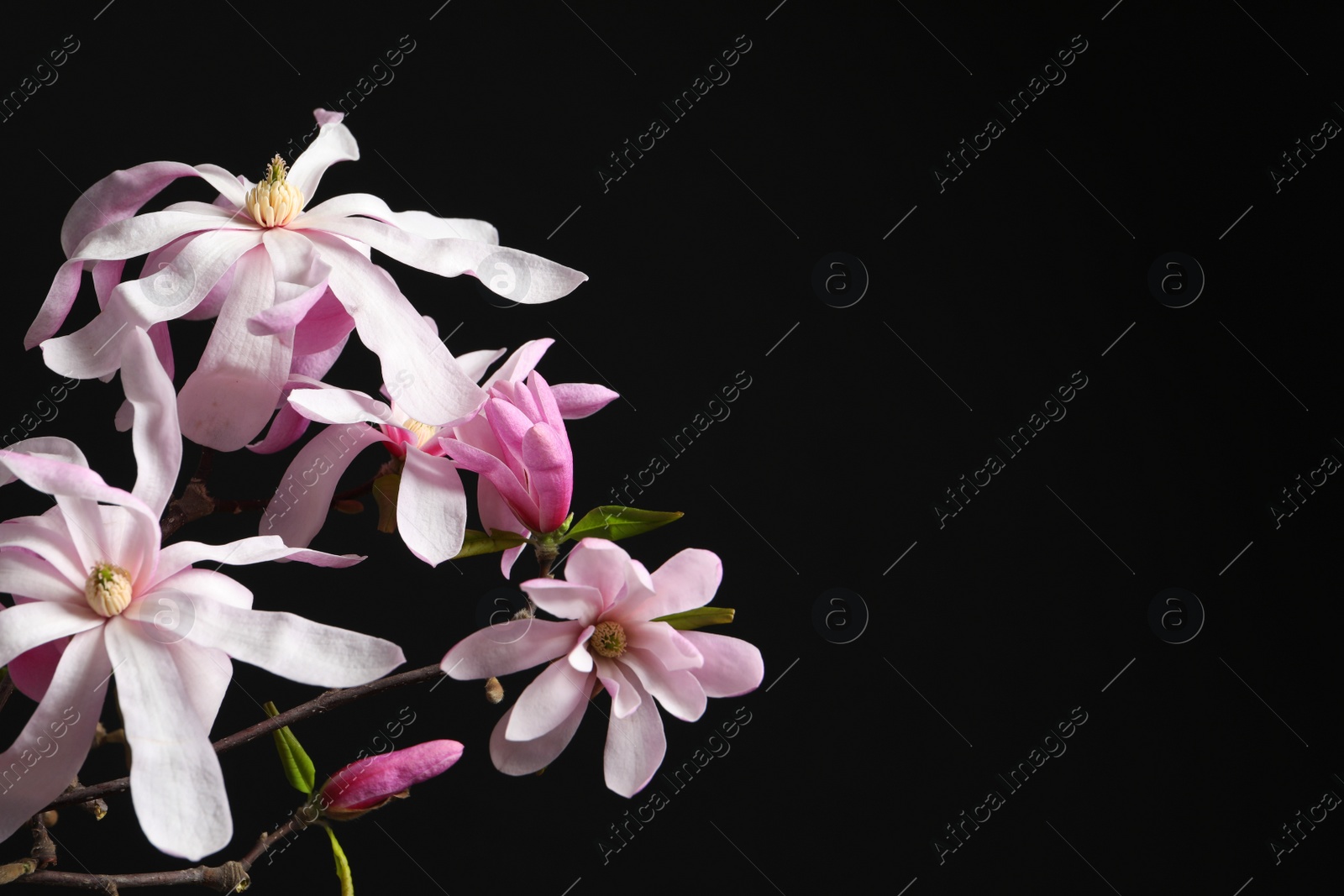 Photo of Magnolia tree branches with beautiful flowers on black background, closeup. Space for text