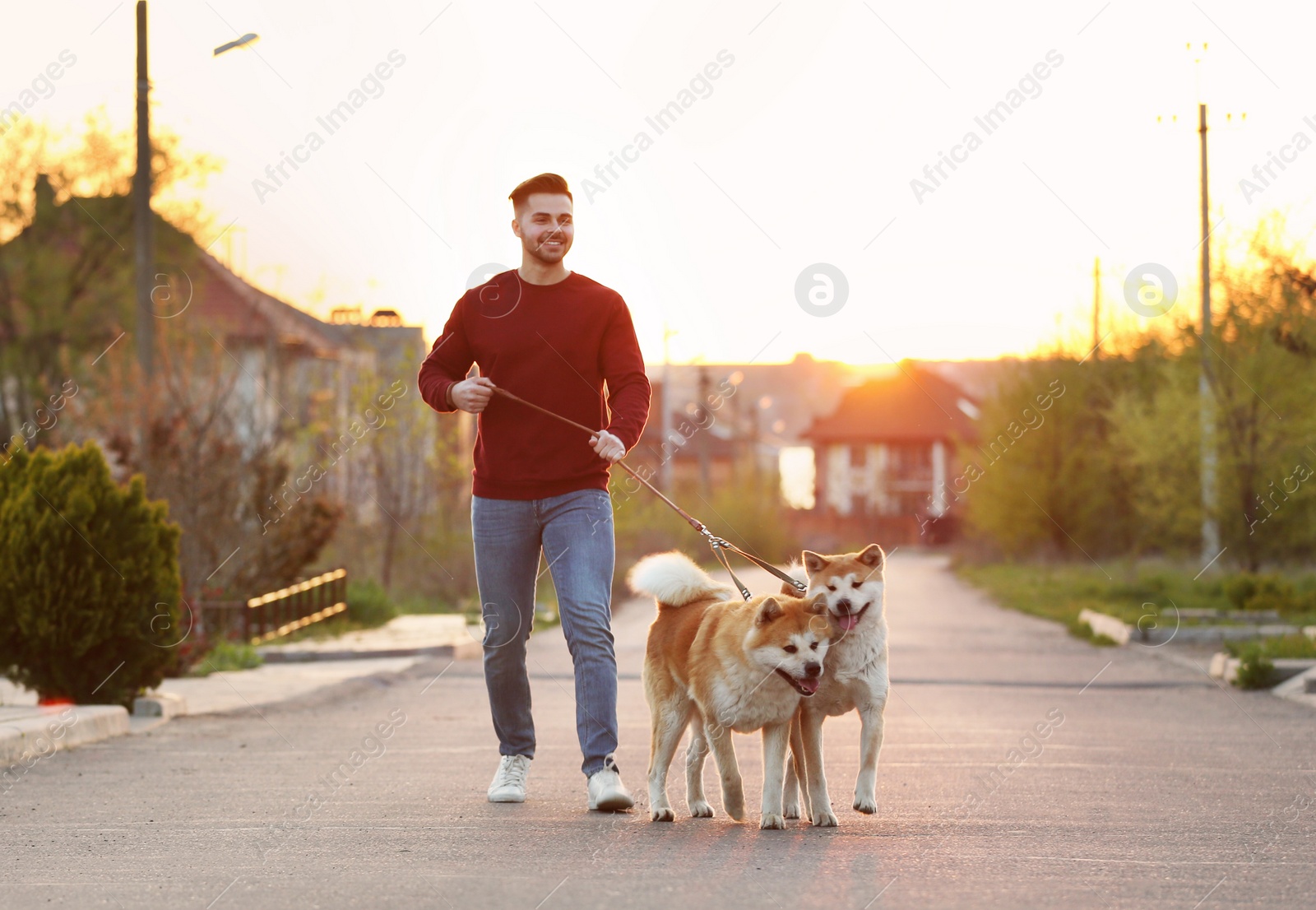 Photo of Young man walking his adorable Akita Inu dogs outdoors