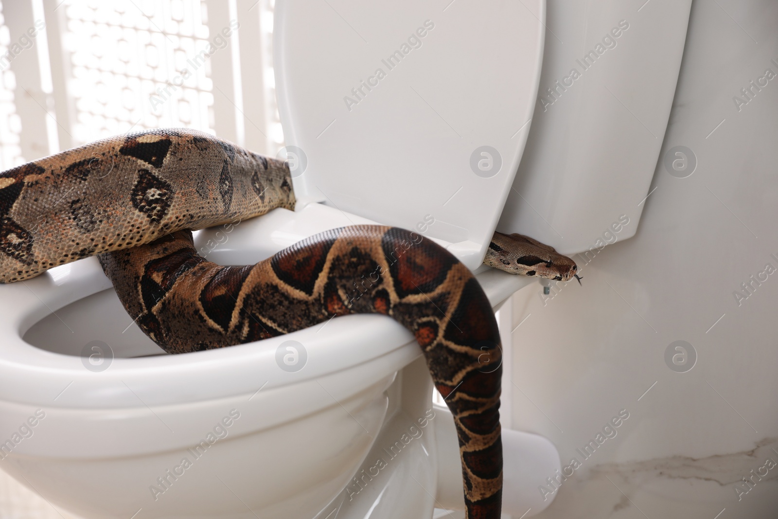 Photo of Brown boa constrictor on toilet bowl in bathroom