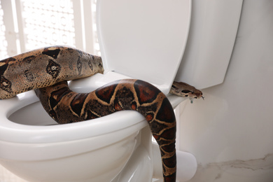 Photo of Brown boa constrictor on toilet bowl in bathroom