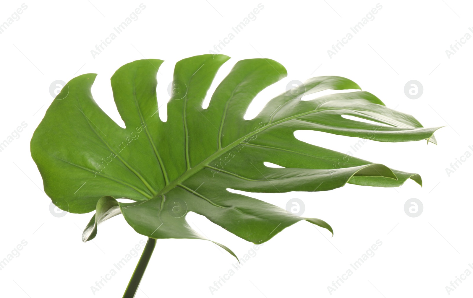 Photo of Fresh green tropical leaf isolated on white