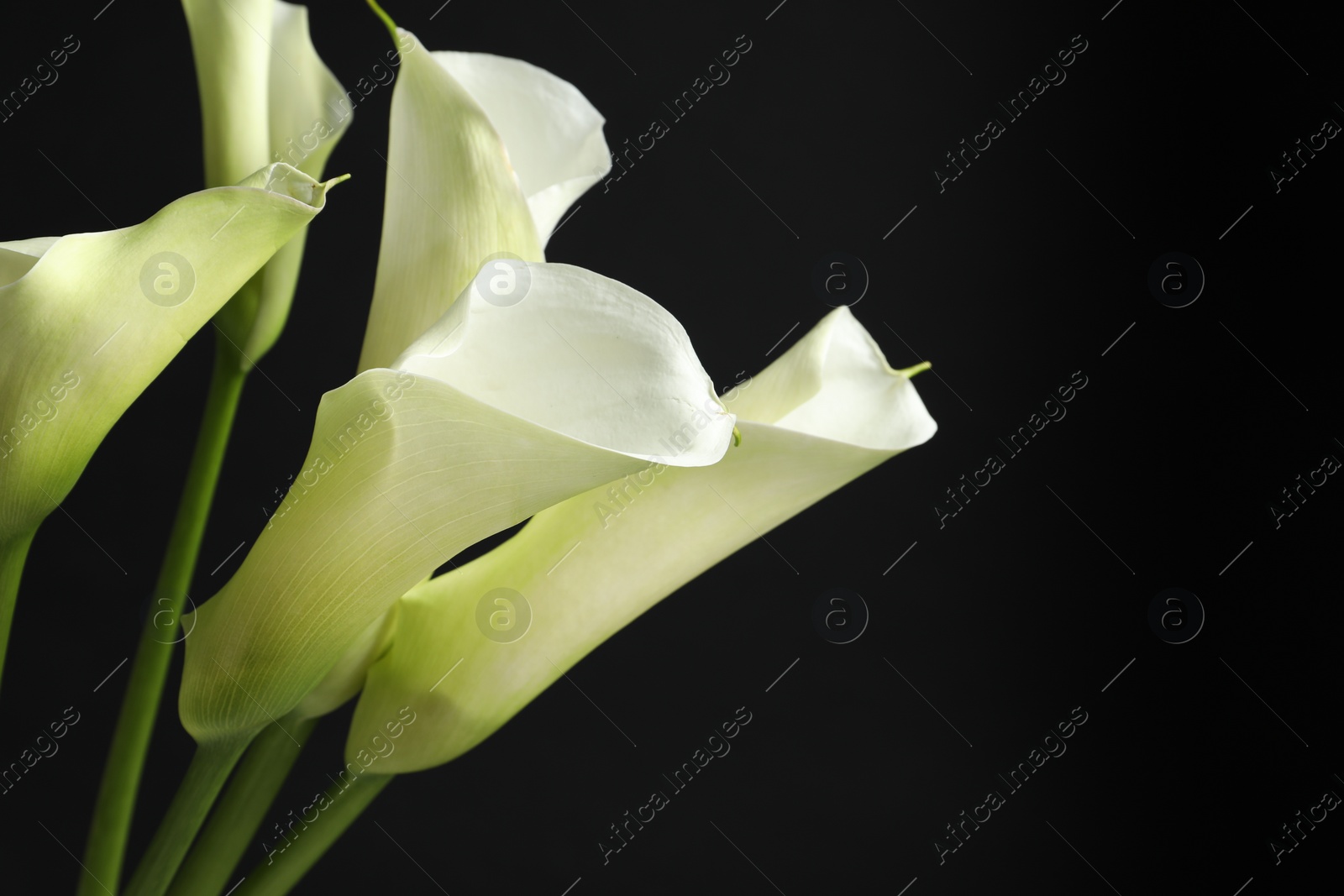 Photo of Beautiful calla lily flowers on black background, closeup