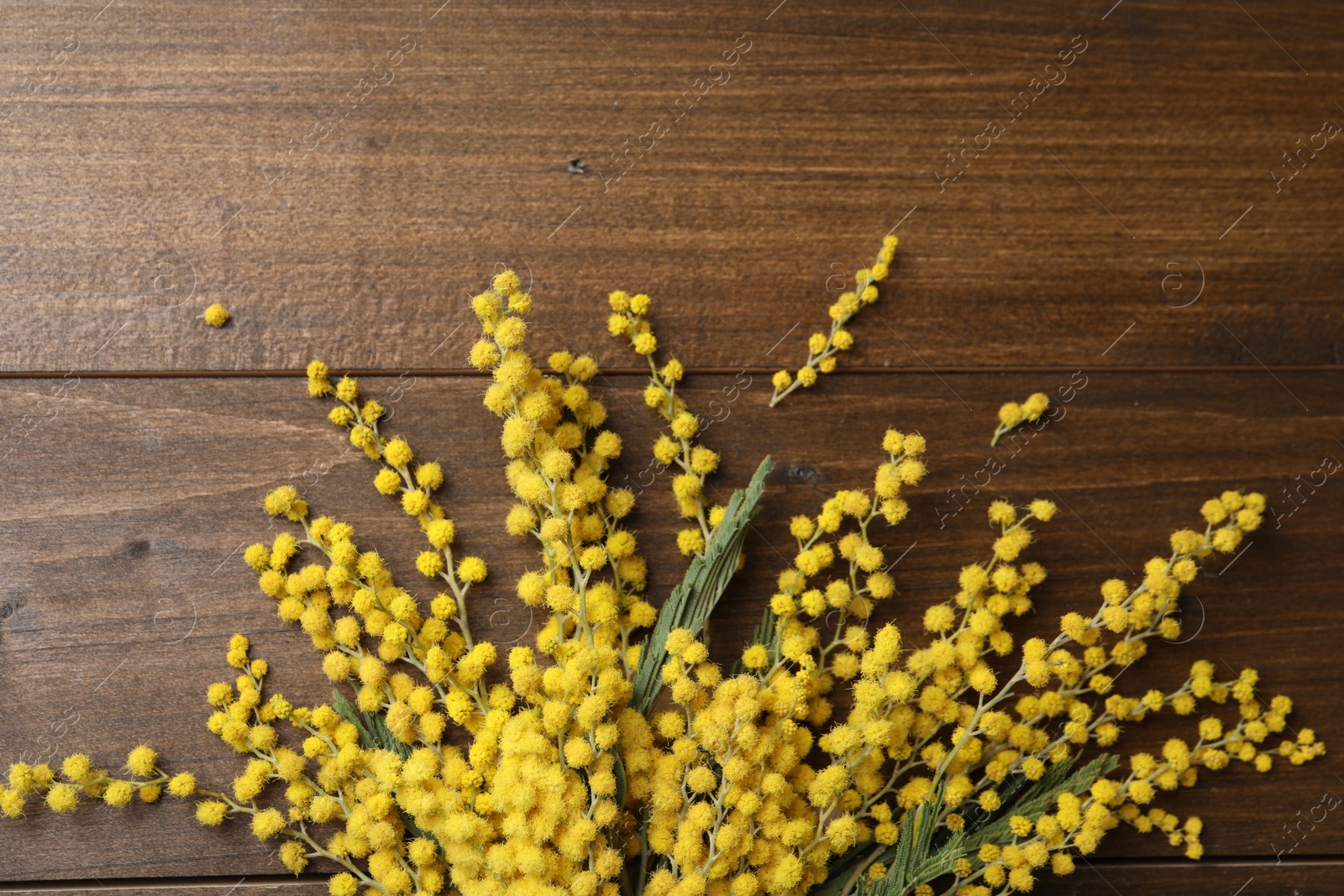 Photo of Beautiful mimosa flowers on wooden table, flat lay