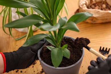 Woman in gloves transplanting houseplant into new pot at wooden table indoors, closeup