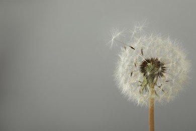 Photo of Beautiful dandelion flower on grey background. Space for text