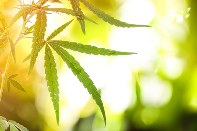 Image of Green leaves of hemp plant on blurred background, closeup