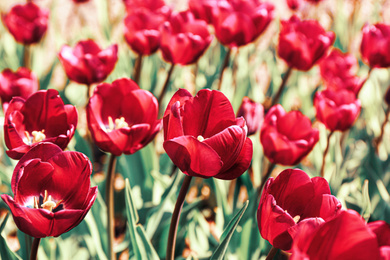 Image of Beautiful blooming tulips outdoors on sunny day