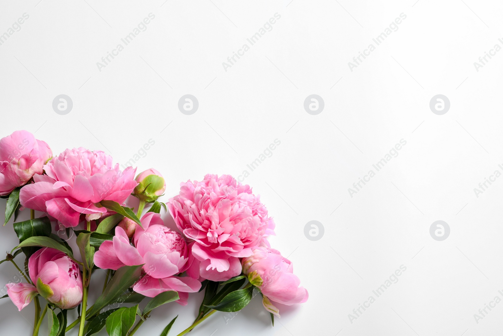 Photo of Beautiful fragrant peony flowers on white background