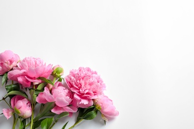 Beautiful fragrant peony flowers on white background