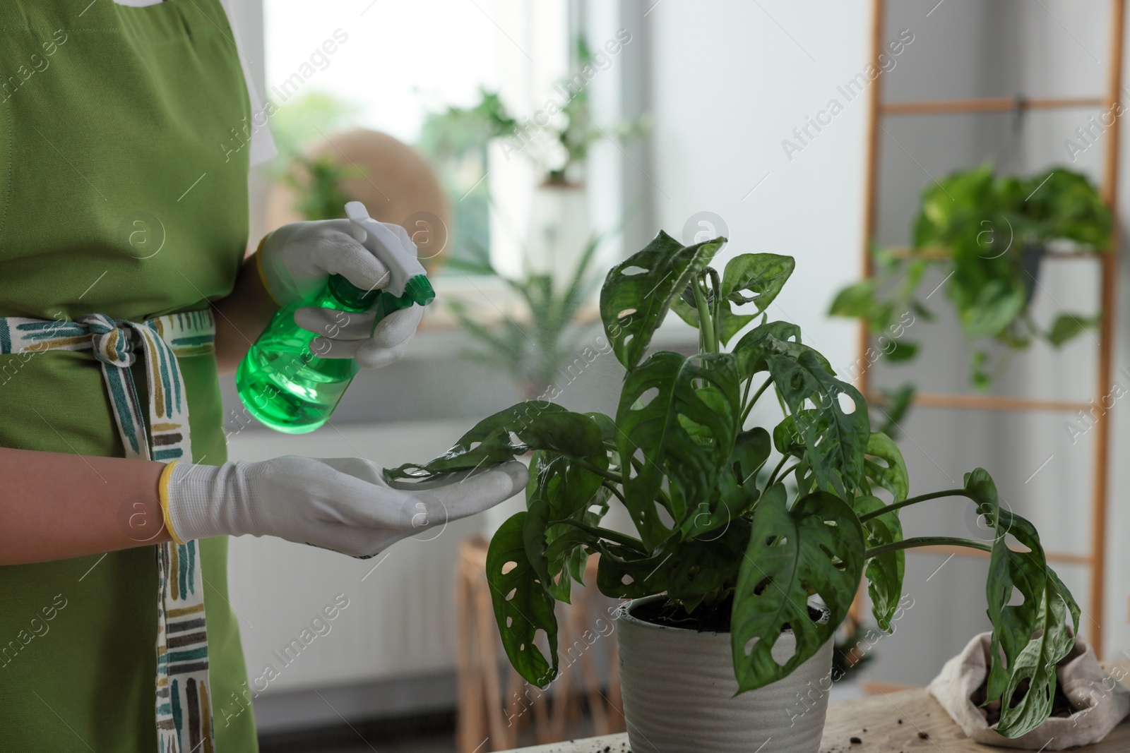 Photo of Woman spraying beautiful houseplant at table indoors, closeup