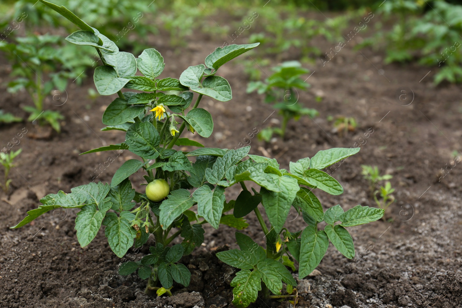 Photo of Beautiful green tomato plants growing in garden