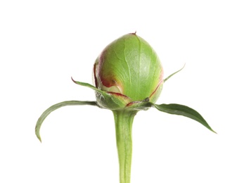 Photo of Closed bud of peony flower isolated on white