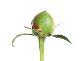 Closed bud of peony flower isolated on white