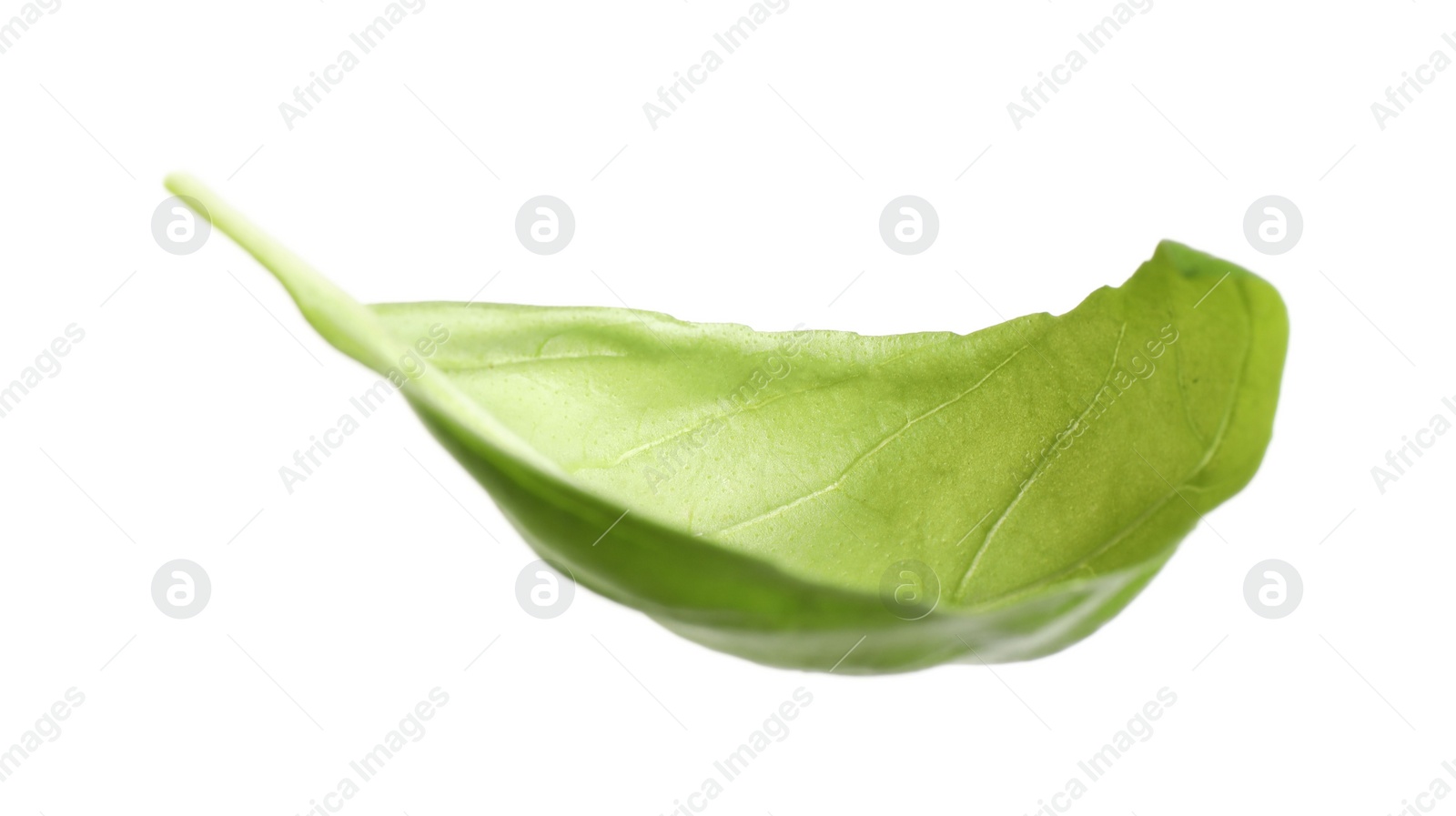 Photo of Fresh green basil leaf isolated on white