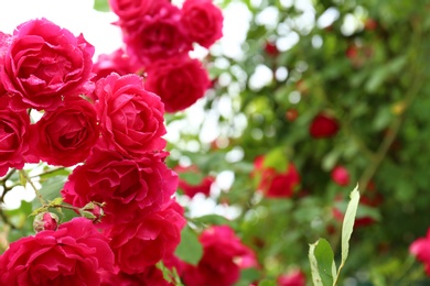 Photo of Beautiful blooming roses in green garden, closeup view. Space for text