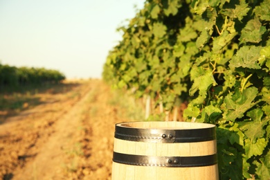 Wooden barrel standing in vineyard on sunny day. Wine production