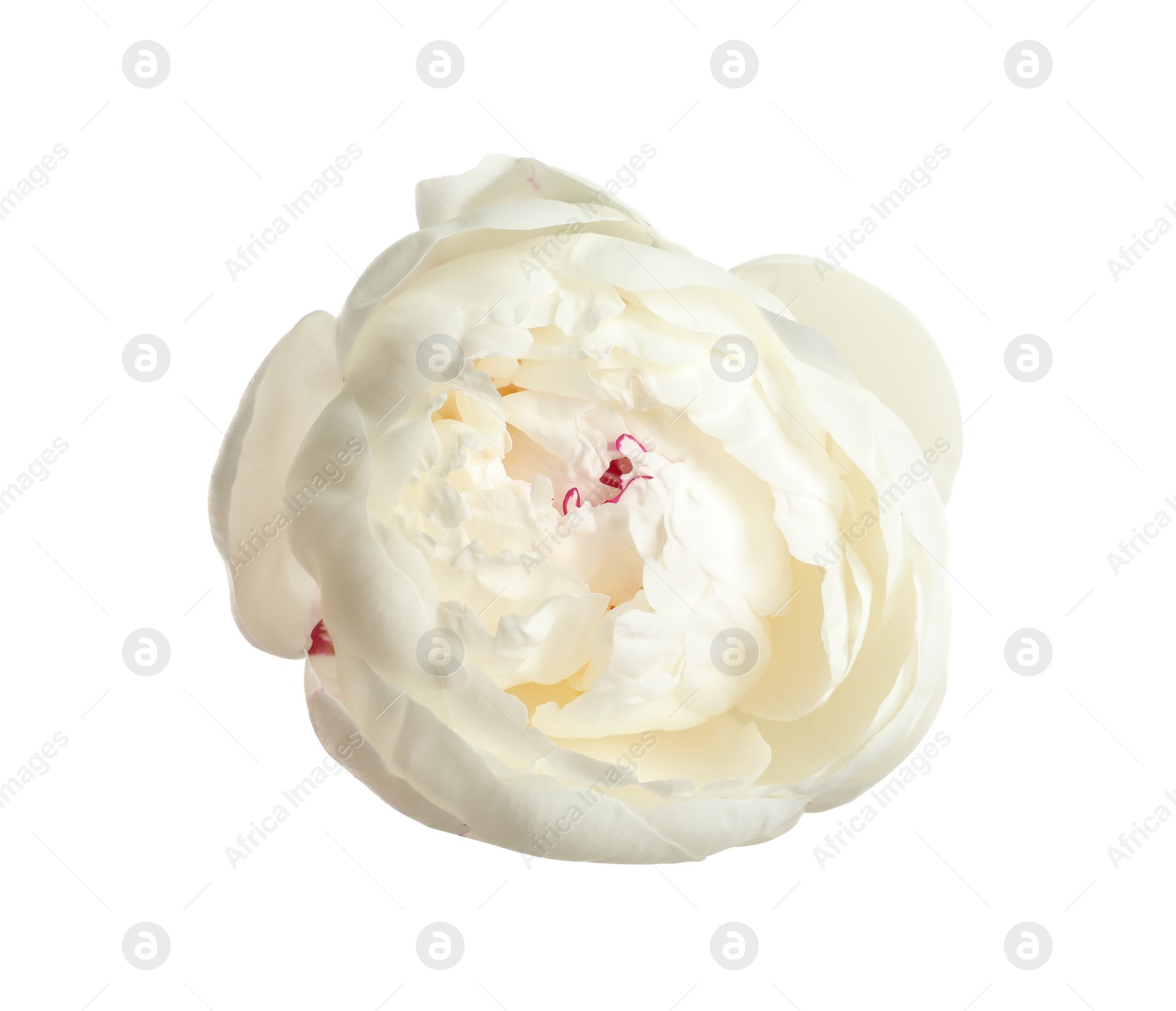 Photo of Beautiful fresh peony flower on white background, top view