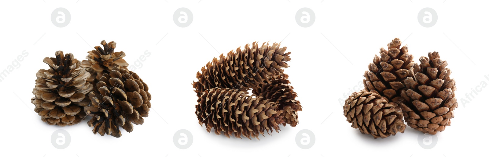 Image of Set with beautiful pine cones on white background. Banner design