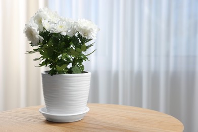 Photo of Beautiful chrysanthemum flowers in pot on wooden table indoors. Space for text