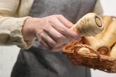 Woman with fresh ripe parsnips , closeup view