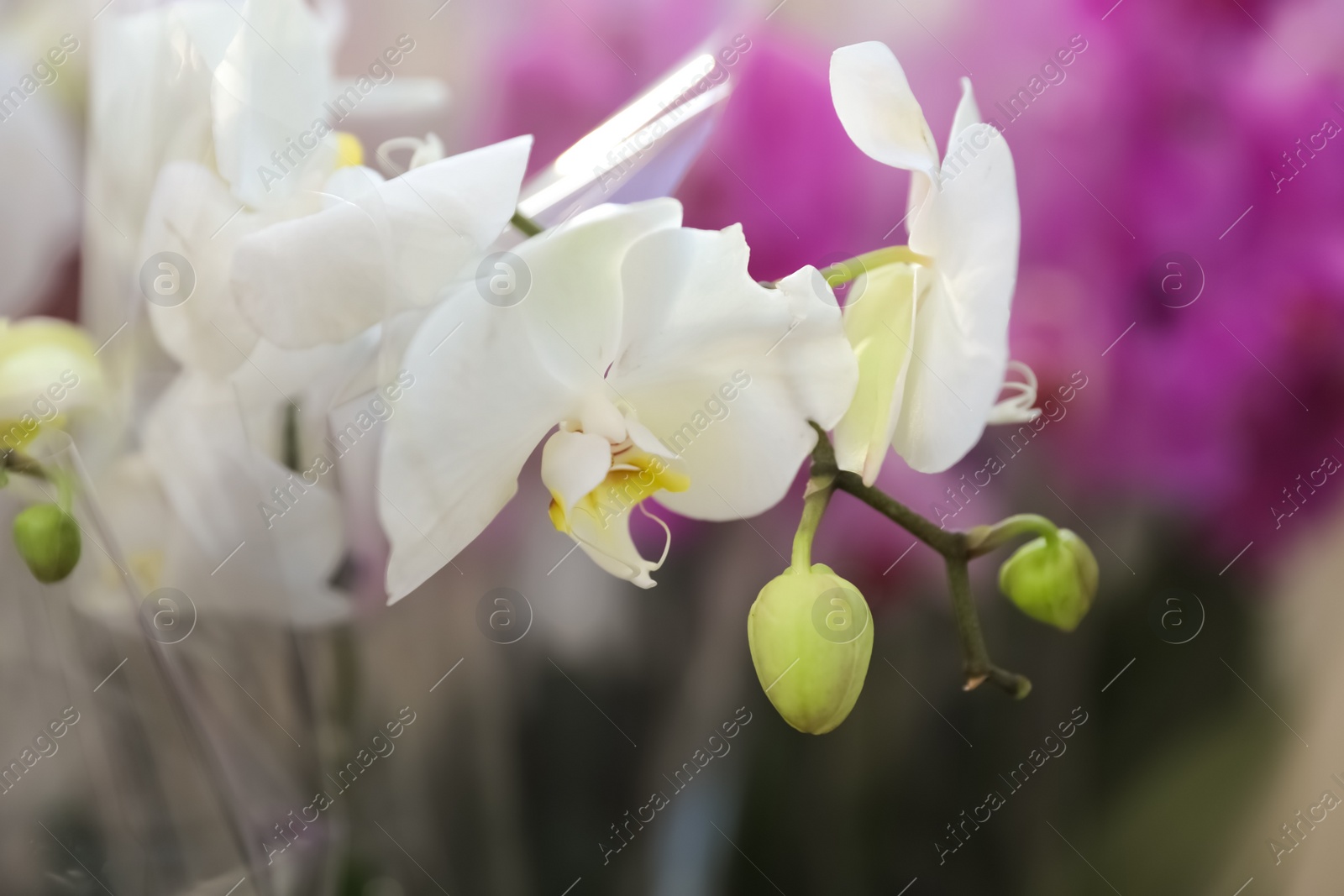 Photo of Beautiful blooming tropical orchid in store, closeup