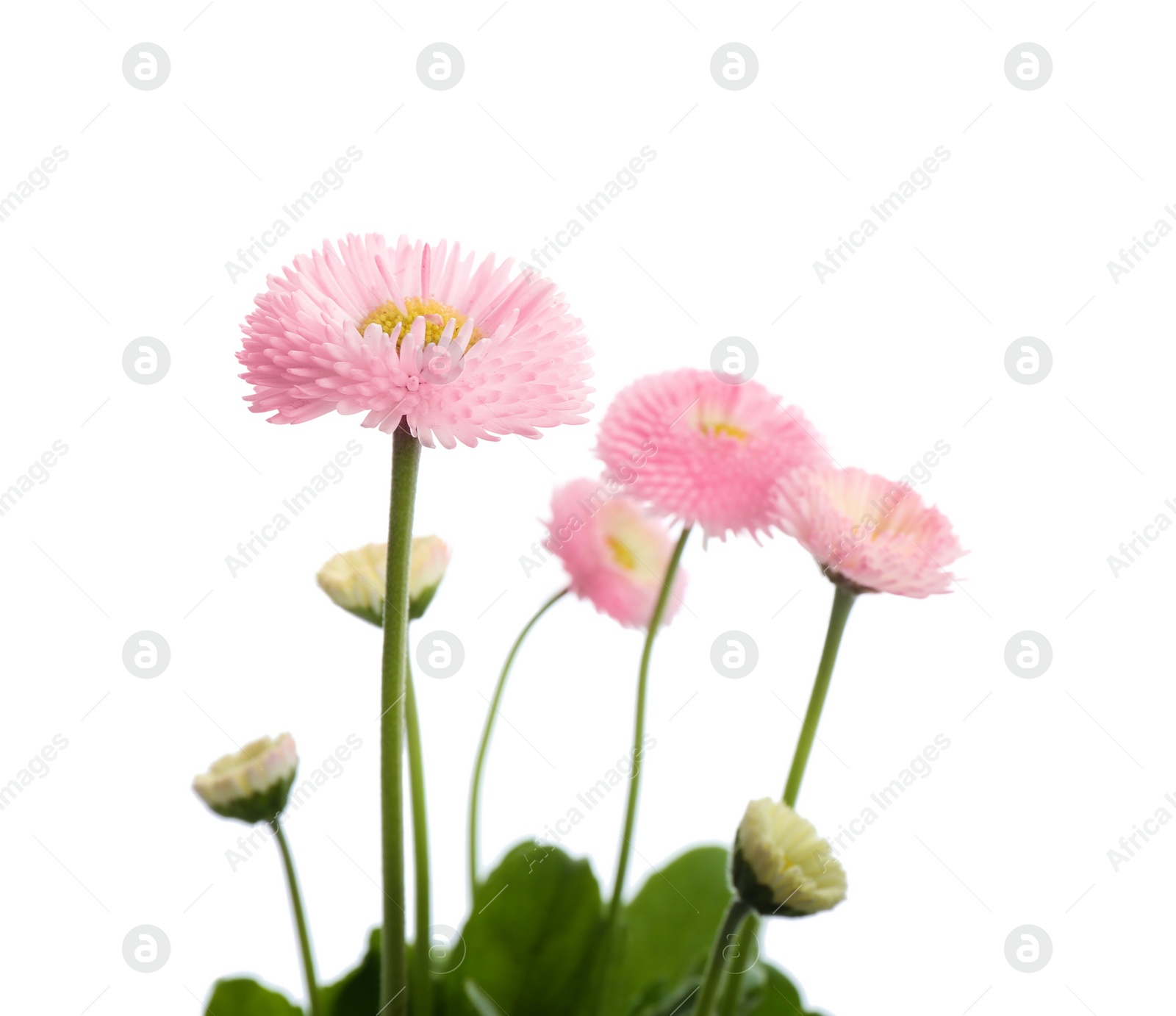 Photo of Beautiful blooming daisies against white background. Spring flowers