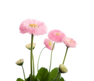 Beautiful blooming daisies against white background. Spring flowers