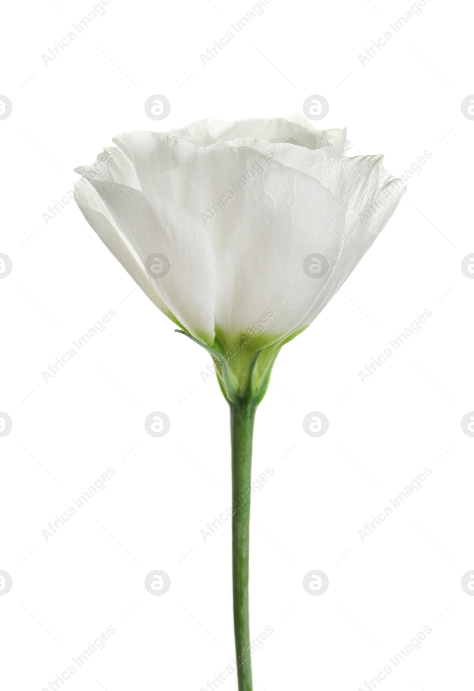 Photo of Beautiful Eustoma flower on white background