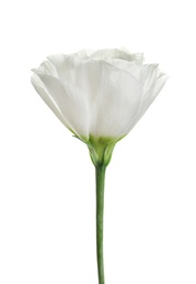 Photo of Beautiful Eustoma flower on white background