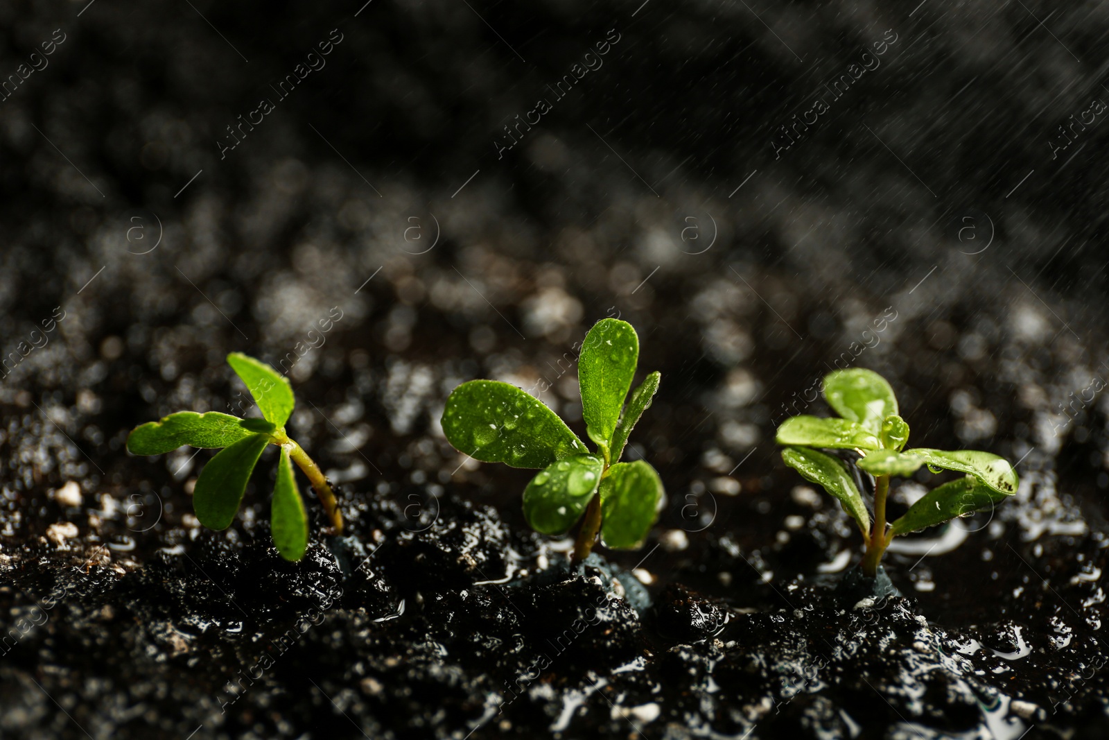 Photo of Fresh seedlings in fertile soil under rain, space for text