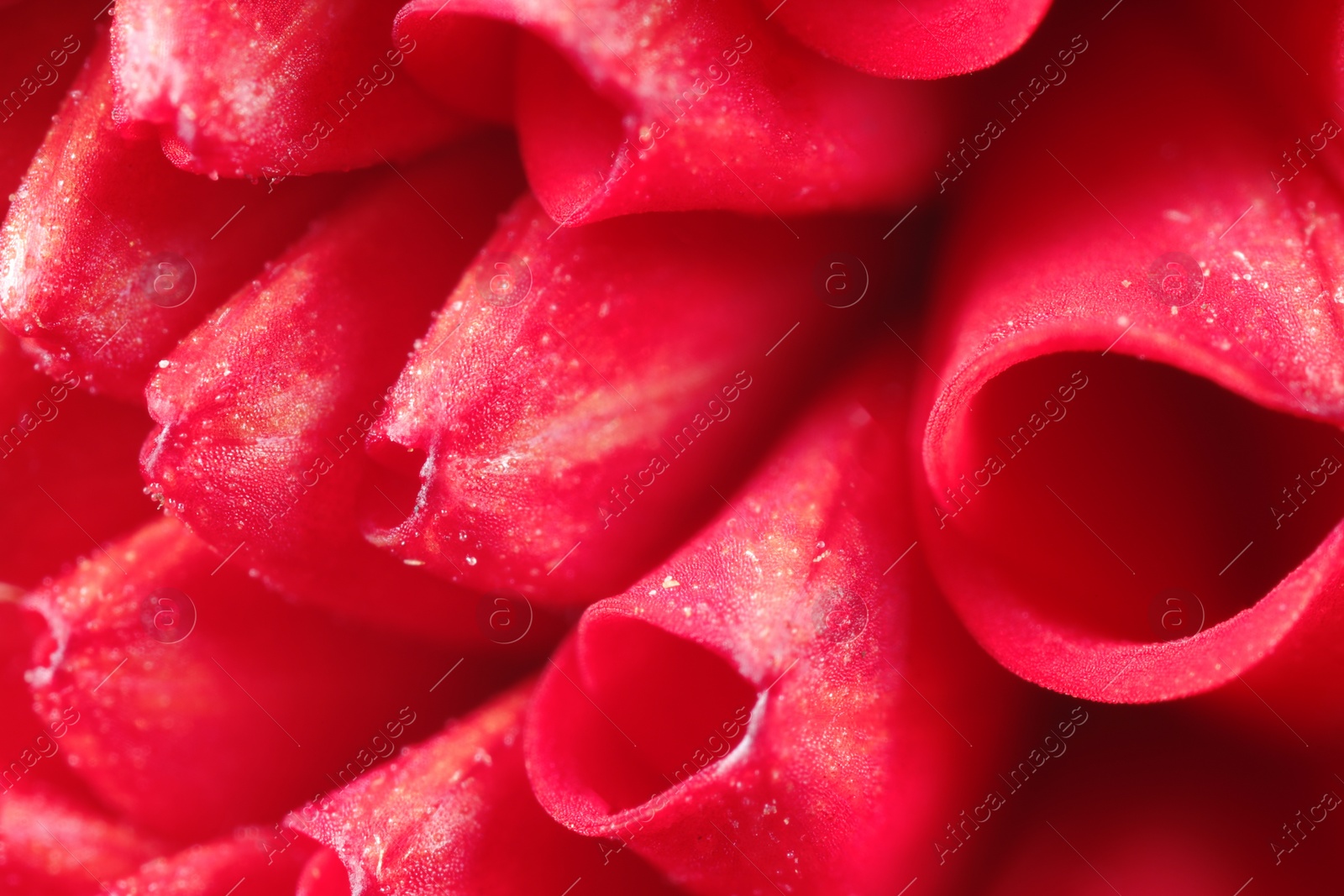 Photo of Beautiful red Dahlia flower as background, macro view