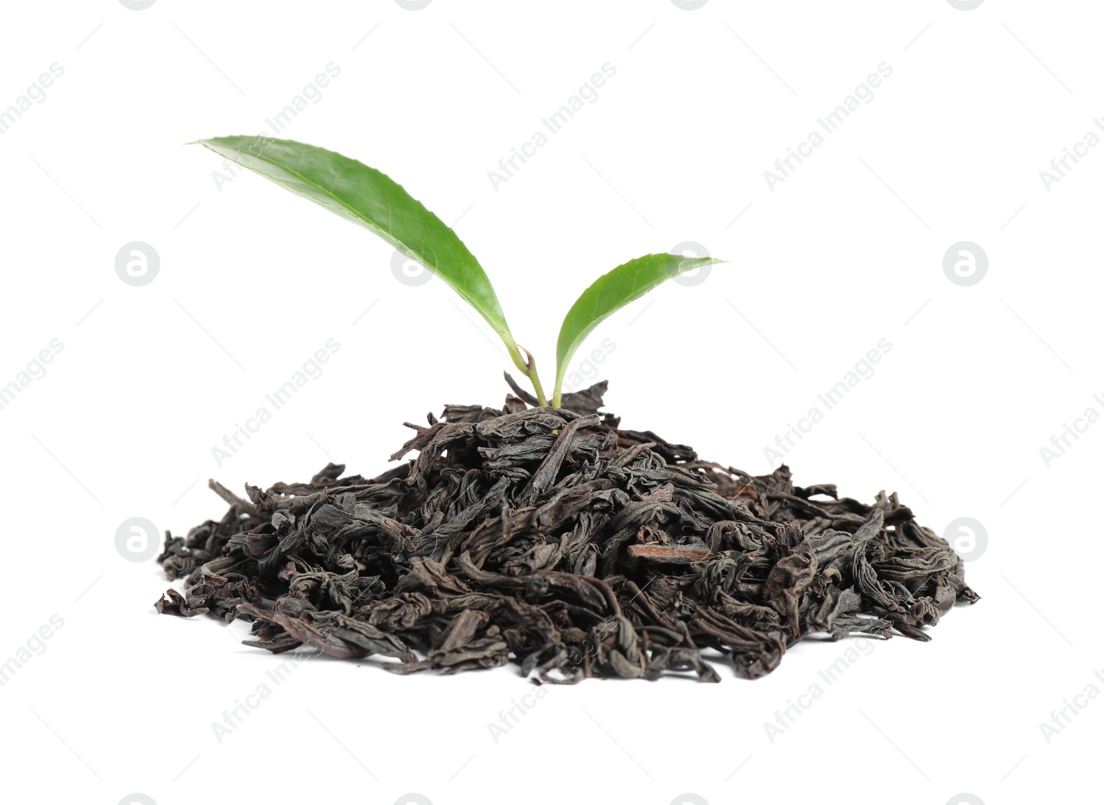 Photo of Fresh and dry leaves of tea plant on white background