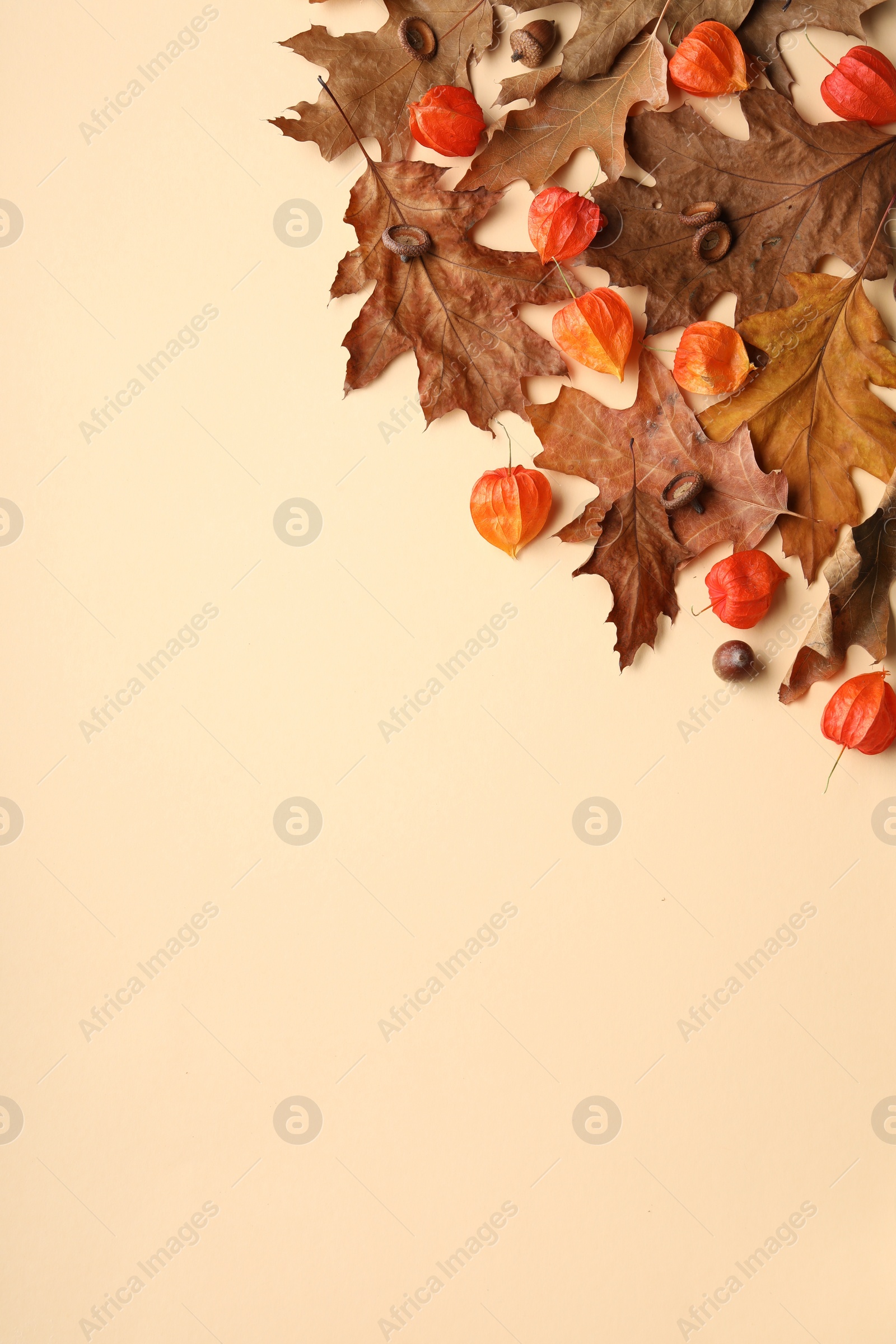 Photo of Dry autumn leaves, physalises and acorns on beige background, flat lay. Space for text