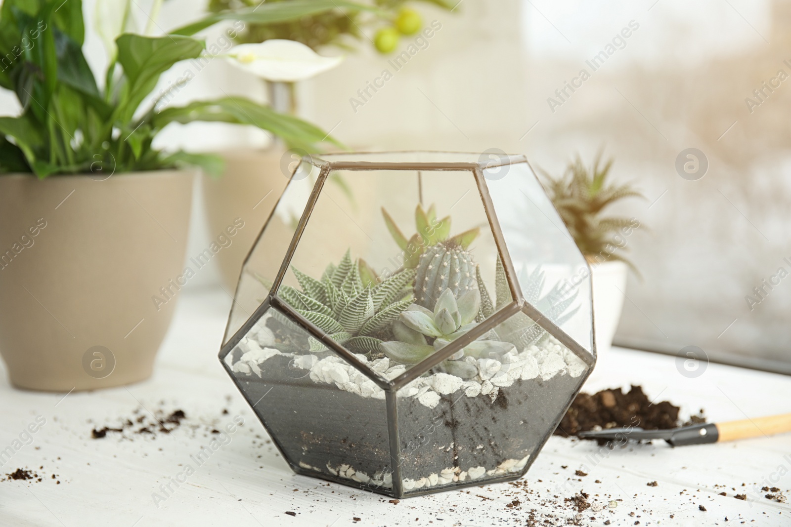 Photo of Glass florarium with succulents on wooden window sill. Transplanting home plants