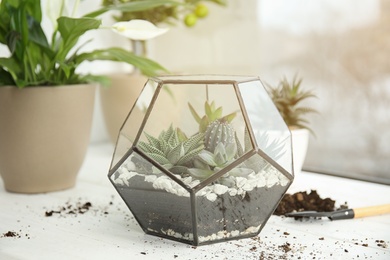 Glass florarium with succulents on wooden window sill. Transplanting home plants