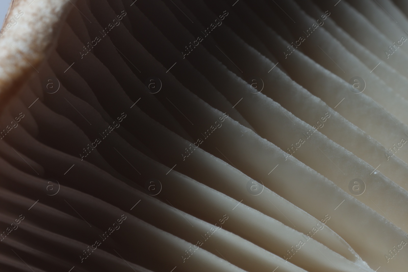 Photo of Fresh oyster mushroom as background, macro view