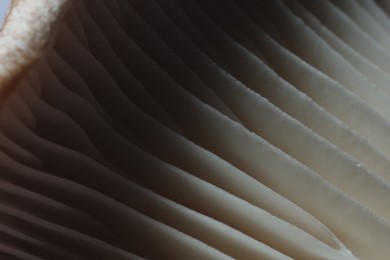 Fresh oyster mushroom as background, macro view