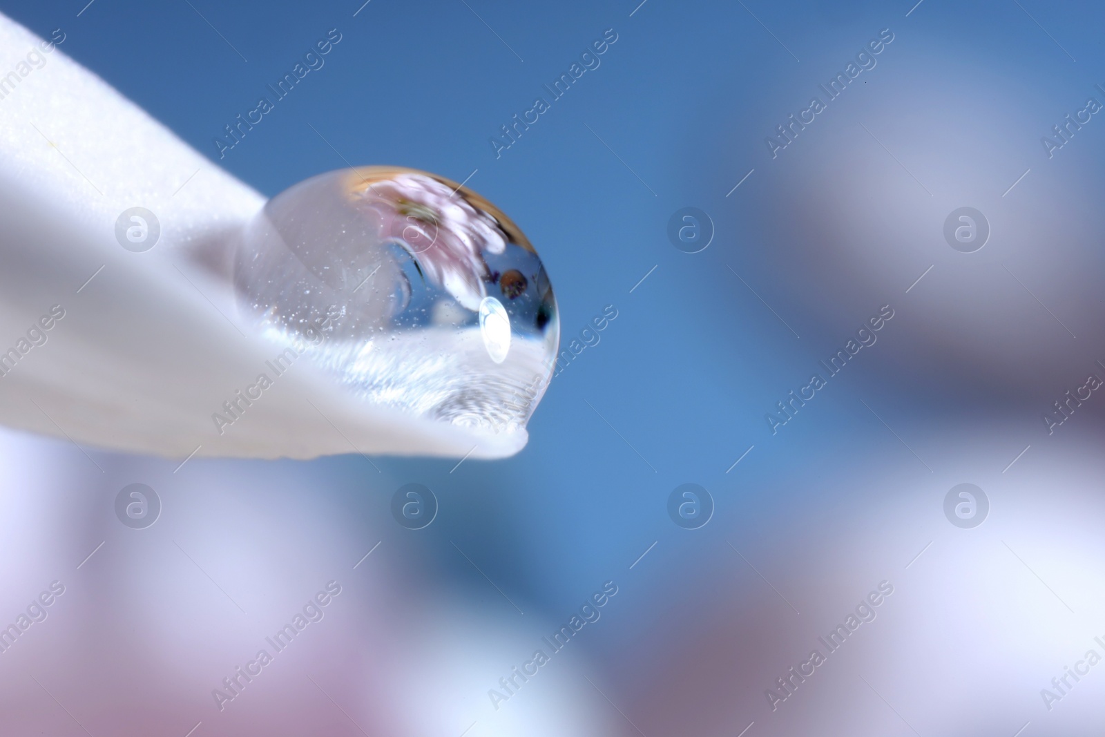Photo of Macro photo of beautiful flower reflected in water drop on white petal against blurred background. Space for text