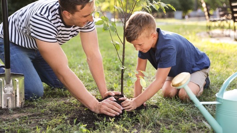 Dad and son planting tree in park on sunny day