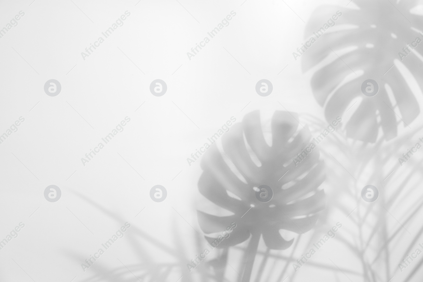 Shadow of tropical plants on light background, space for text Photo of Shadow of tropical plants on light background, space for text
